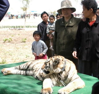 Tiger exhausted during Golden Week