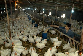 'Misuse of antiviral on poultry must stop'