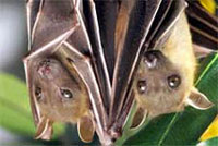 SARS virus originates in wild bats - study