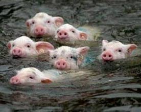 Piggy swimming contest