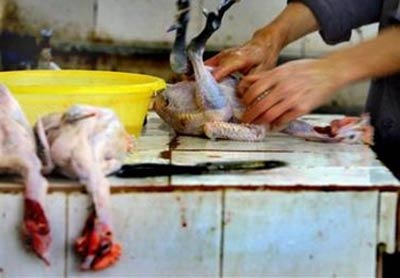 Beijing steps up efforts to fight bird flu