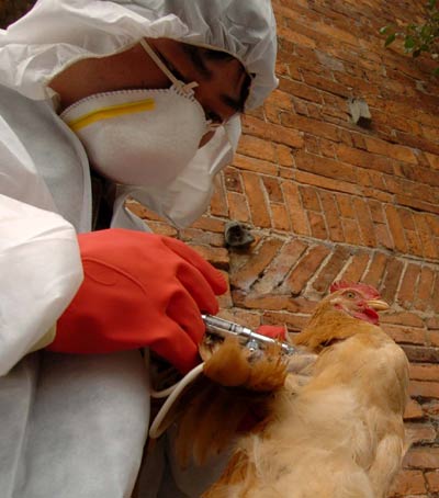 Chicken vaccinated in Xiangtai