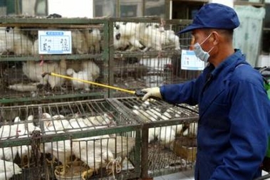 Local authorities step up war against bird flu