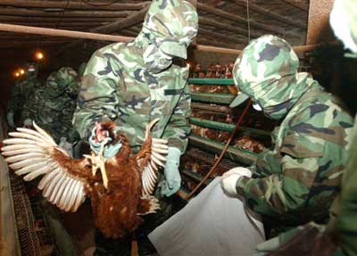 Chickens culled in Liaoning