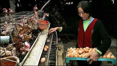 China reports new bird flu outbreak in Hubei