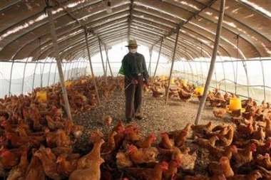 China steps up measures against bird flu