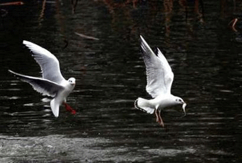 Migratory birds blamed for Sichuan outbreak