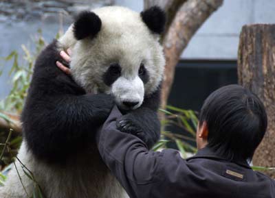 Mainland to unveil panda couple to Taiwan