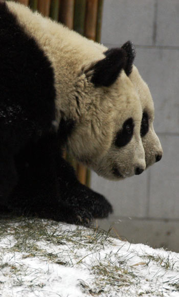 Giant pandas enjoy snowfall in Sichuan