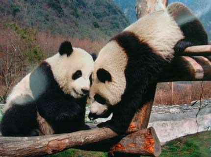 Thousands join campaign to name pandas