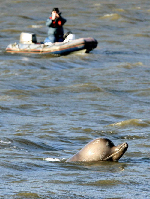 Whale in River Thames