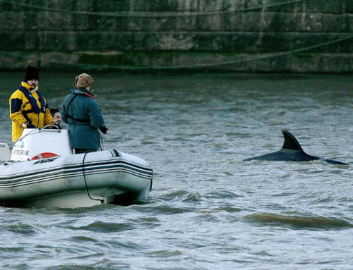 Whale in River Thames