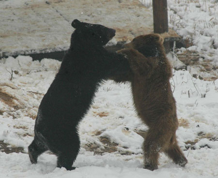 Animals enjoy snow fun