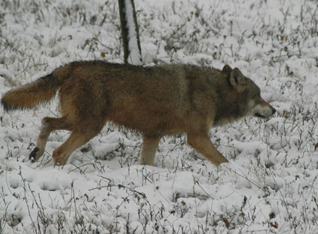 Animals enjoy snow fun