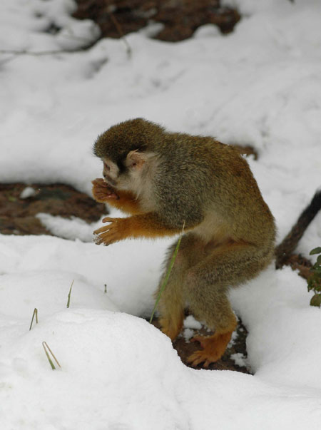 Animals enjoy snow fun