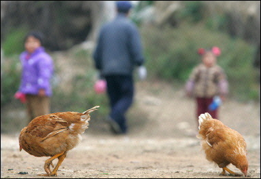 HK confirms another bird death from H5N1