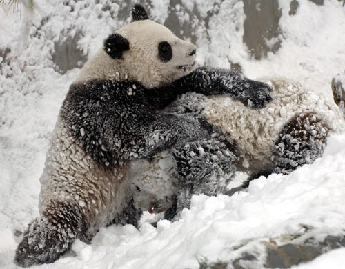 Snow fun for panda pair
