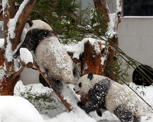 Snow fun for panda pair