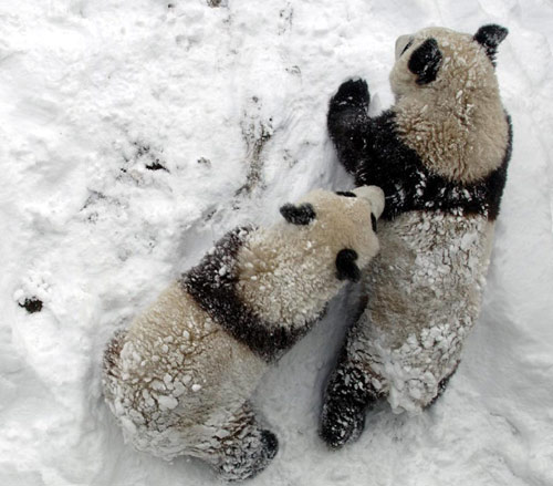 Snow fun for panda pair