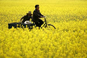 Rape flowers grace Spring