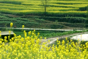 Rape flowers grace Spring