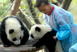 Sichuan contributes in Panda artificial reproduction