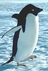 Penguin