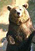 The Picnic for Bears Is Over