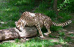 Bronx Zoo Cheetahs Go Wild for Calvin Klein Perfume