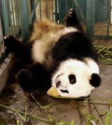 San Diego Zoo's Giant Panda Gives Birth