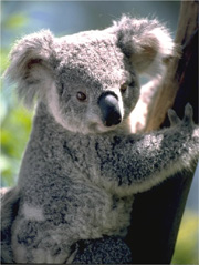 Australia's koalas face extinction, foundation says