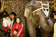 Moscow Circus uses vodka to keep elephants warm