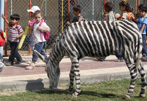 Zoo donkeys in disguise<BR>动物园染驴充斑马