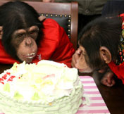 Chimp celebrates 5th birthday<BR>皖黑猩猩庆生'男友'助兴