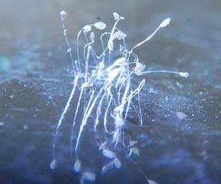 Super husky an Internet hit br\/ 小狗穿超人服走红