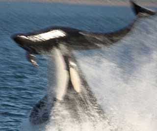 Killer whale attacks dolphin<BR>杀人鲸追杀两海豚(图)