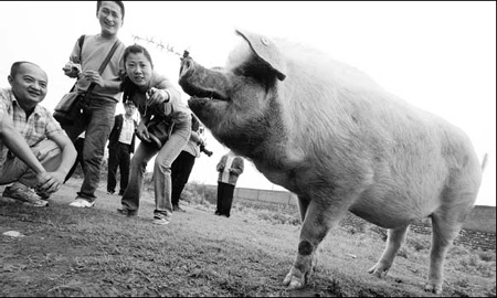 Miracle pig reunited with ex-owners
