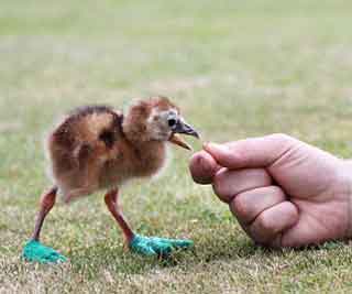 Baby chick gets slippers<BR>小冕鹤穿拖鞋治病(图)