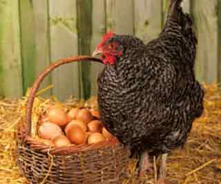 Scientists: Chicks before eggs<BR>研究表明先有鸡后有蛋