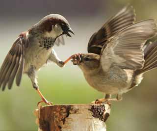 Sparrow has enough of his lover<BR>麻雀'唠叨'遭伴侣'家暴'