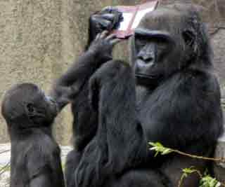 Gorillas love games console<BR>大猩猩尝新打电玩(图)