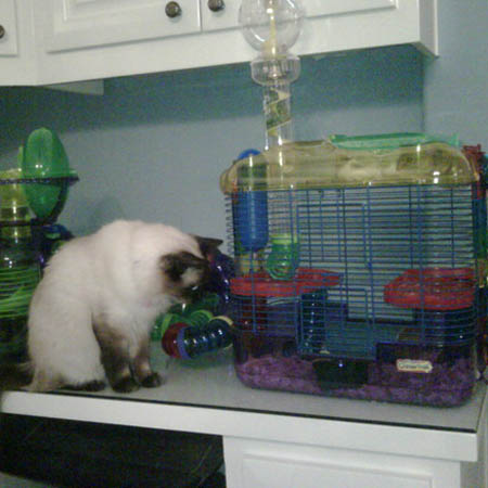 Paris Hilton buys hamster house