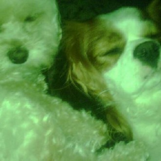Jessica Simpson's lesbian pet