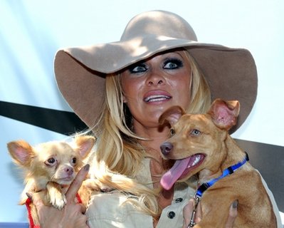 Pamela Anderson helps pets abandoned after spill