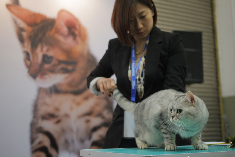 Shanghai Pet Fair