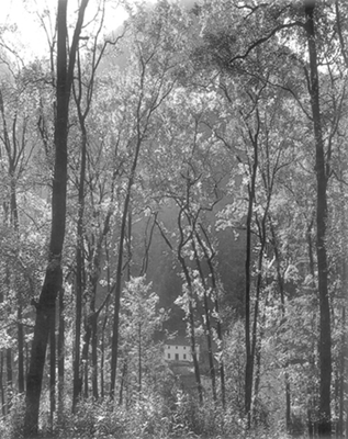 Air pollution and Acid rain harm Chinese forest