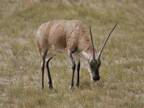 Life and death of Tibetan antelopes