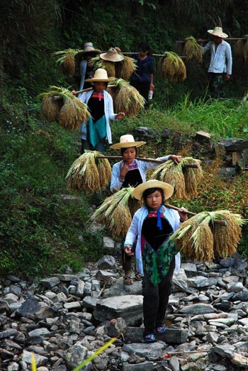 Rice harvest in Guizhou