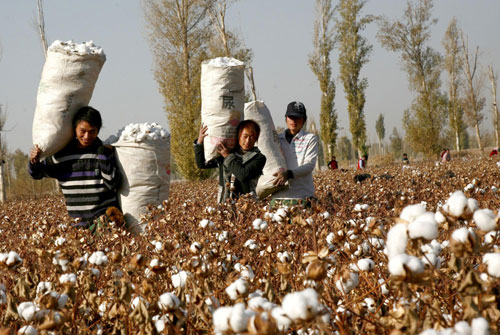 Time for cotton harvest in Xinjiang