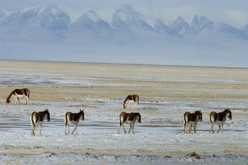 Ecological spotlight on Tibet